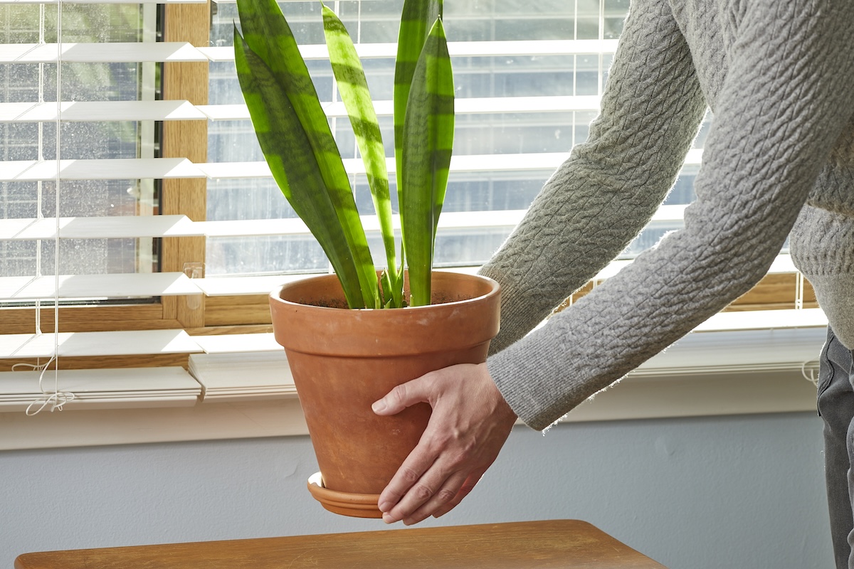 Woman moves snake plant to a sunny window with horizontal blinds.