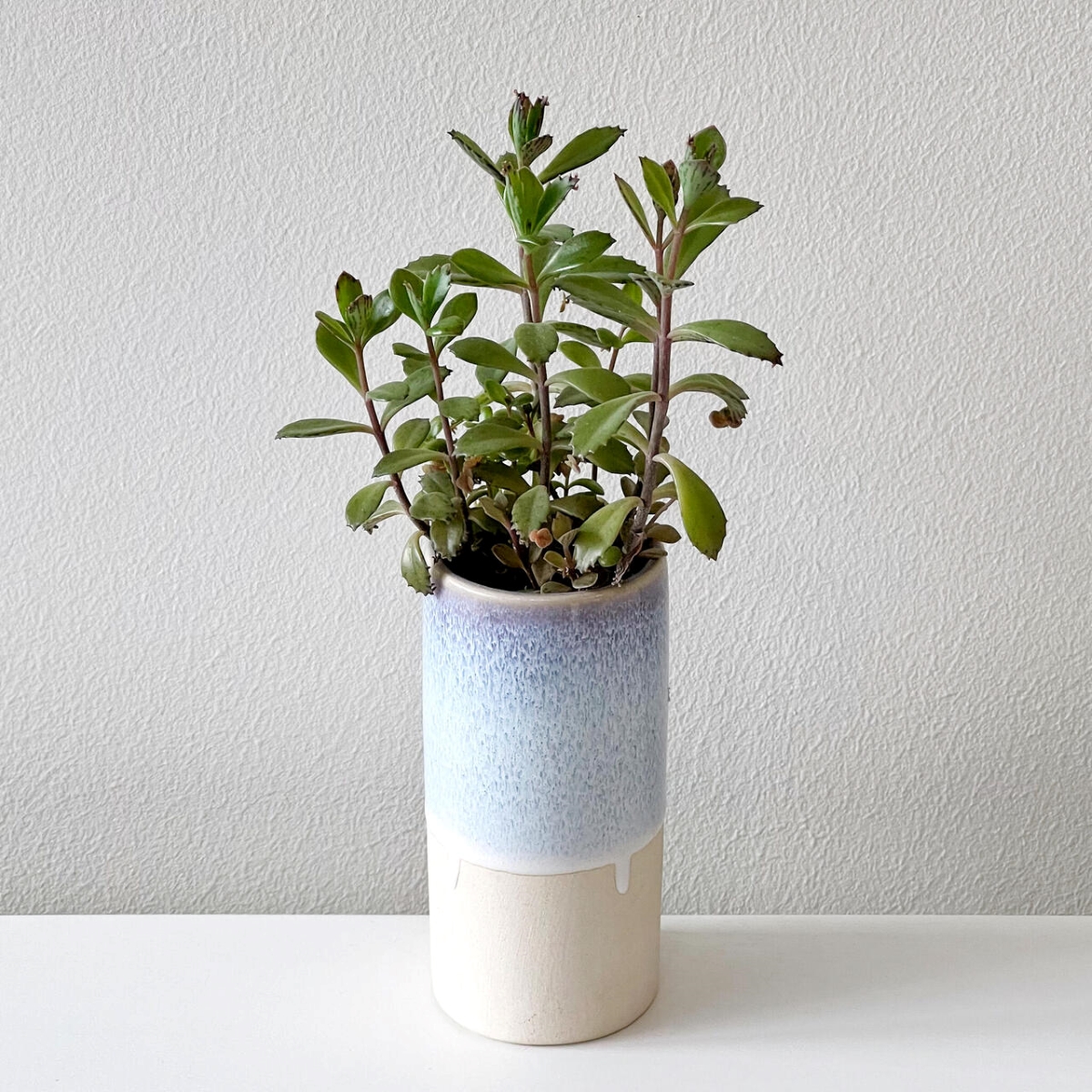 Mother of thousands plant in tall ceramic pot.