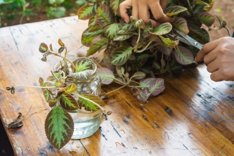 Person uses pruners to clip a piece of begonia plant on a table; begonia cutting in water is nearby.