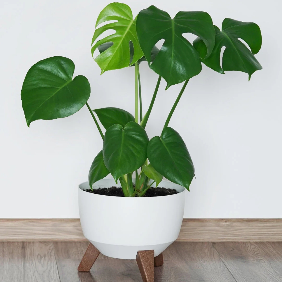 A large swiss cheese plant in a white pot.