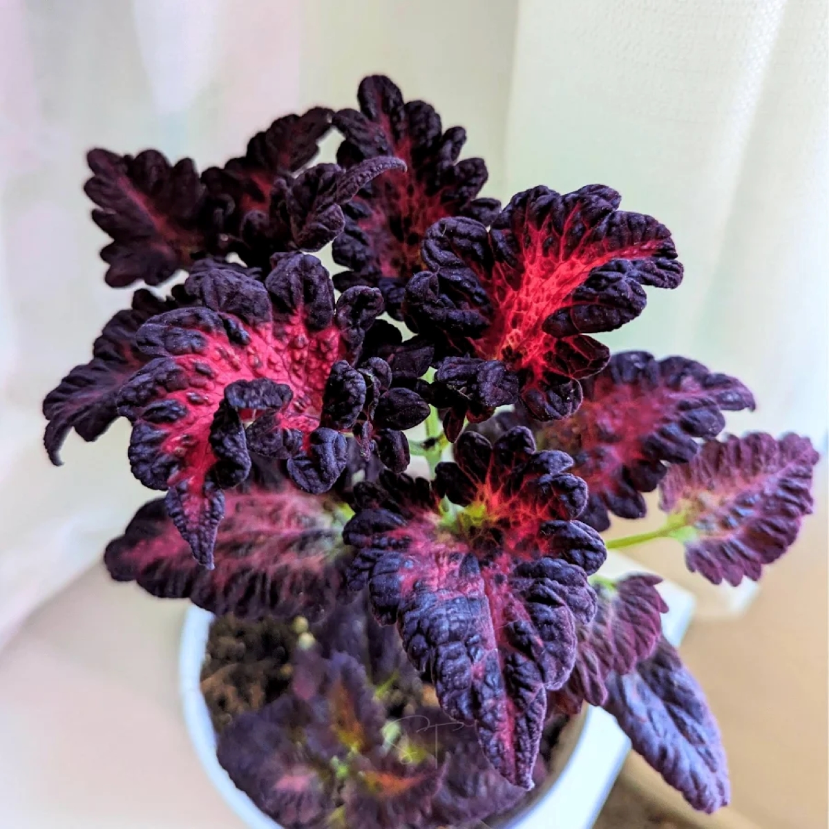 Coleus plant with deep purple petals. 