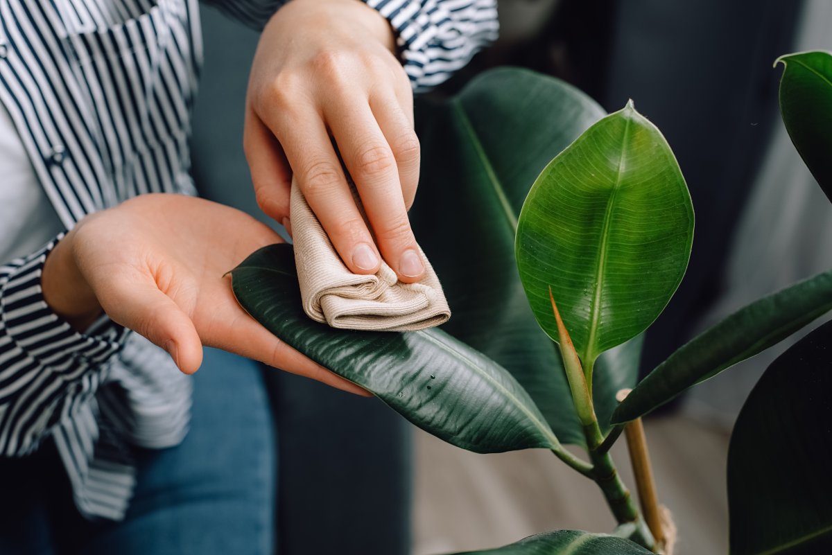 Female hands wiping dust from large green leaves of a houseplant.