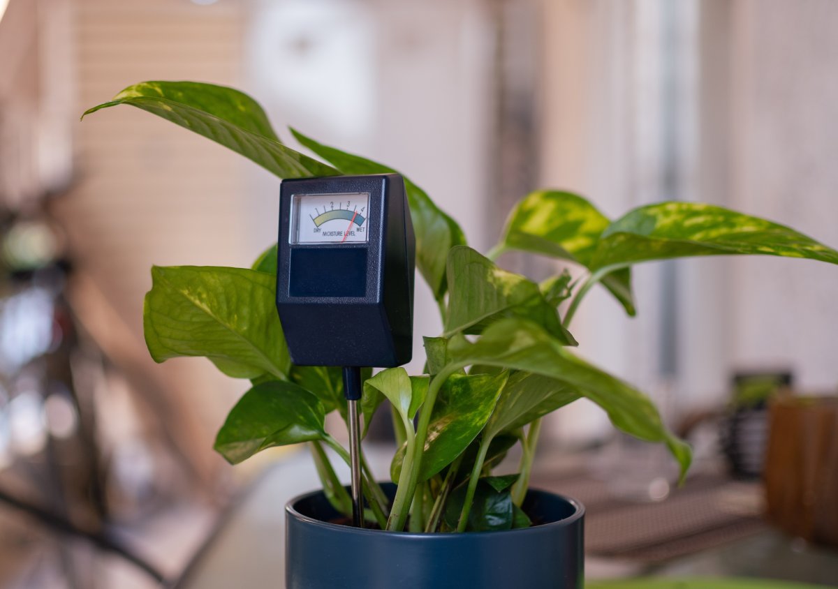 Close up photo of a moisture meter device in the soil of a plant.