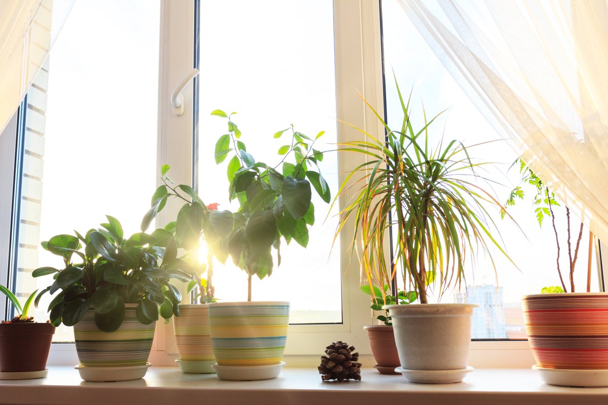 Potted green plants on a windowsill with sunlight shining into the room