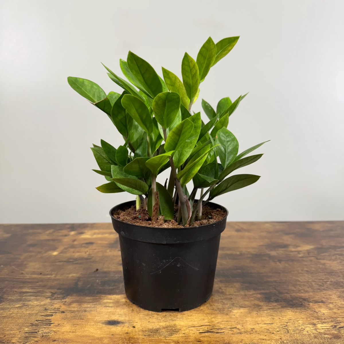 Zz plant in black pot.