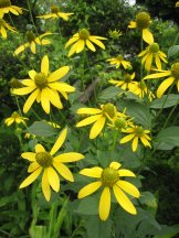 Multiple yellow cutleaf coneflowers.