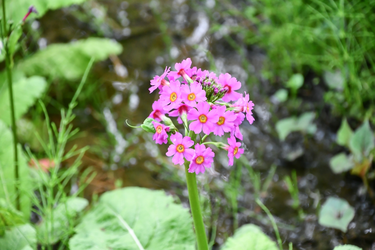 Pink Japanese primrose flower in the rain garden.