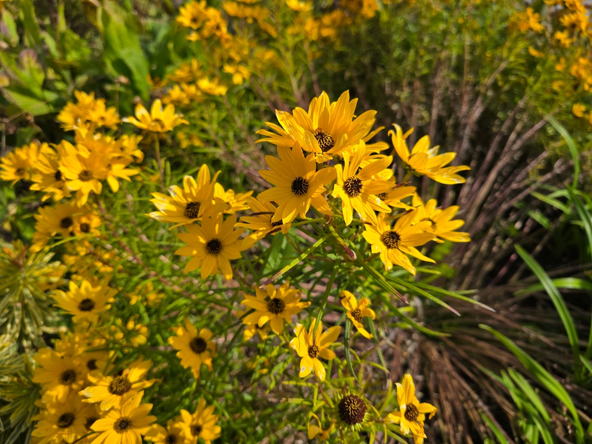Swam sunflowers in the garden.
