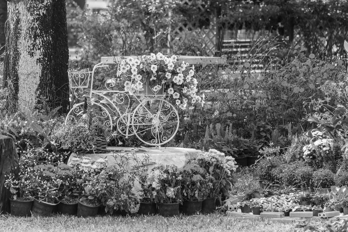 A black and white photo of a home garden with lots of plant.
