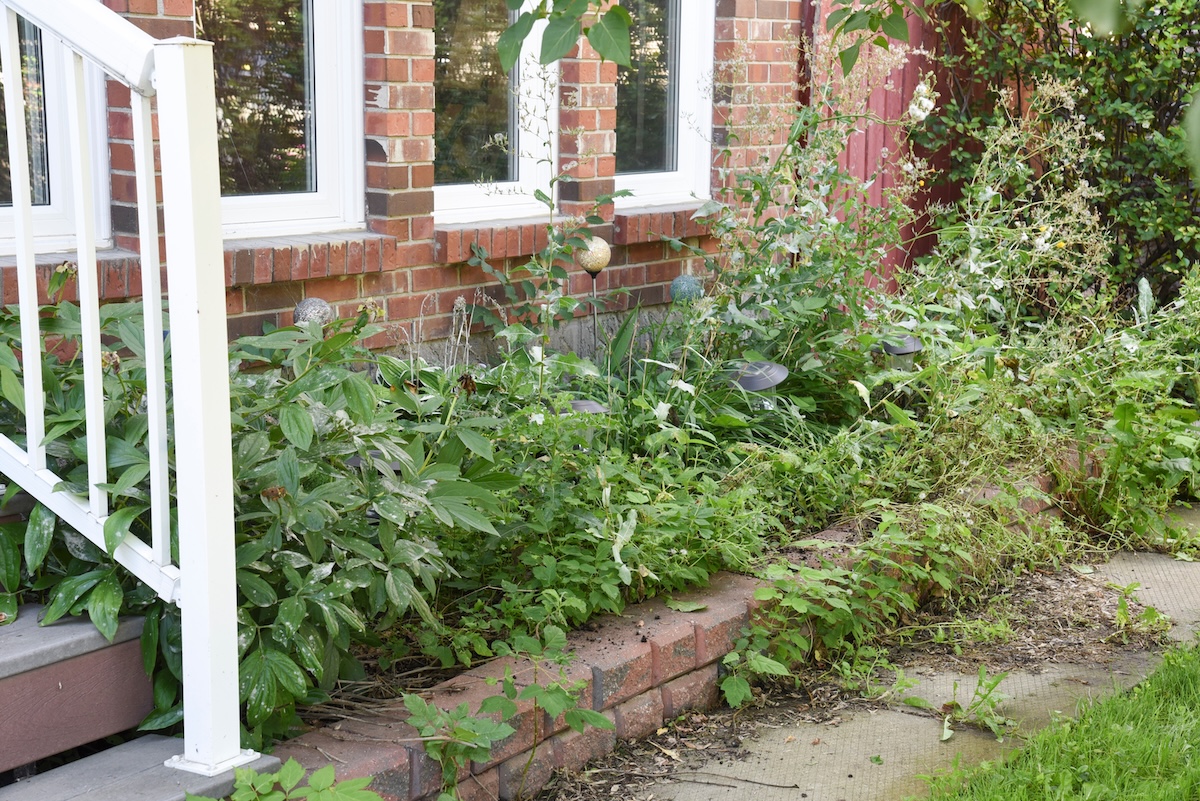 A weed filled flower bed in front of a house showing bad curb appeal.