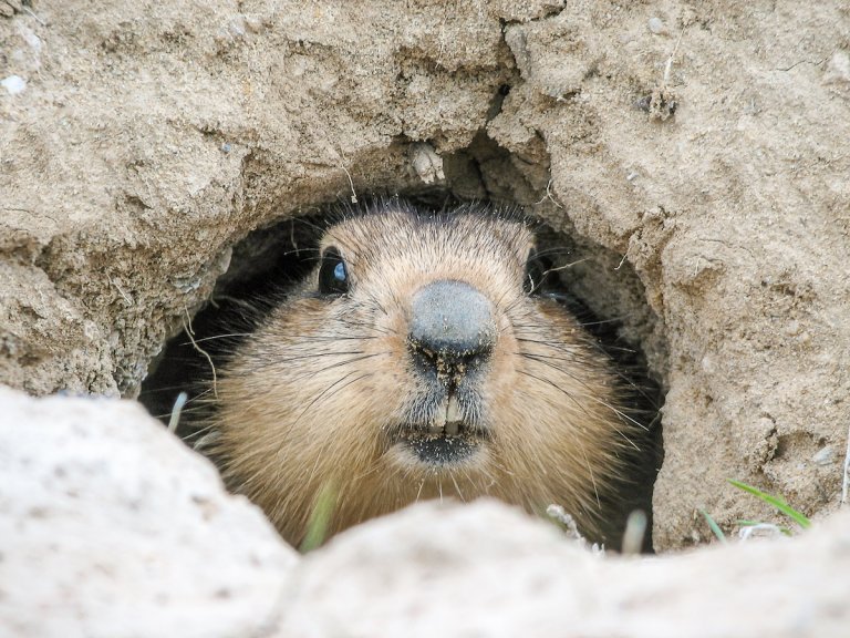 A groundhog peeking outside of a burrow.