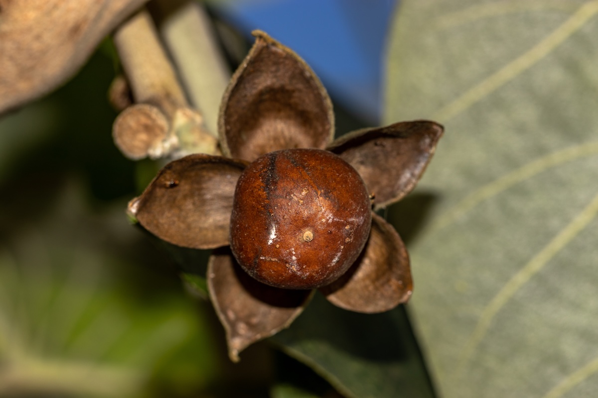 Hawaiian Baby Woodrose seed pods that match Minwax's 2026 color of the year, Special Walnut.