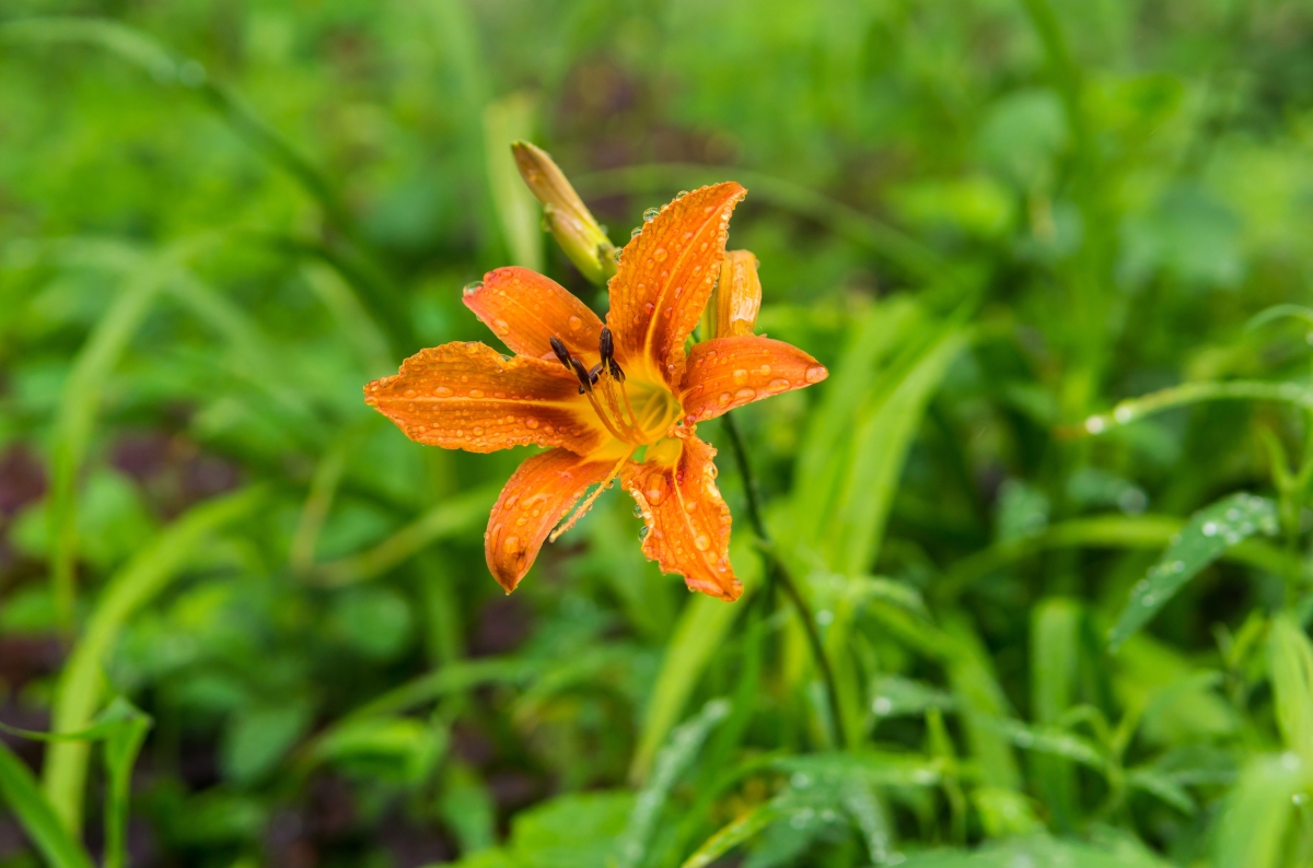 Orange ditch lily in the garden.