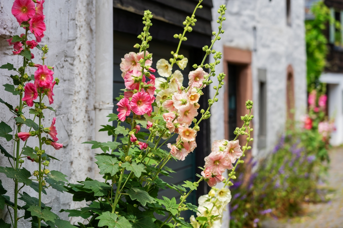 Pink hollyhock flowers growing near farm house.