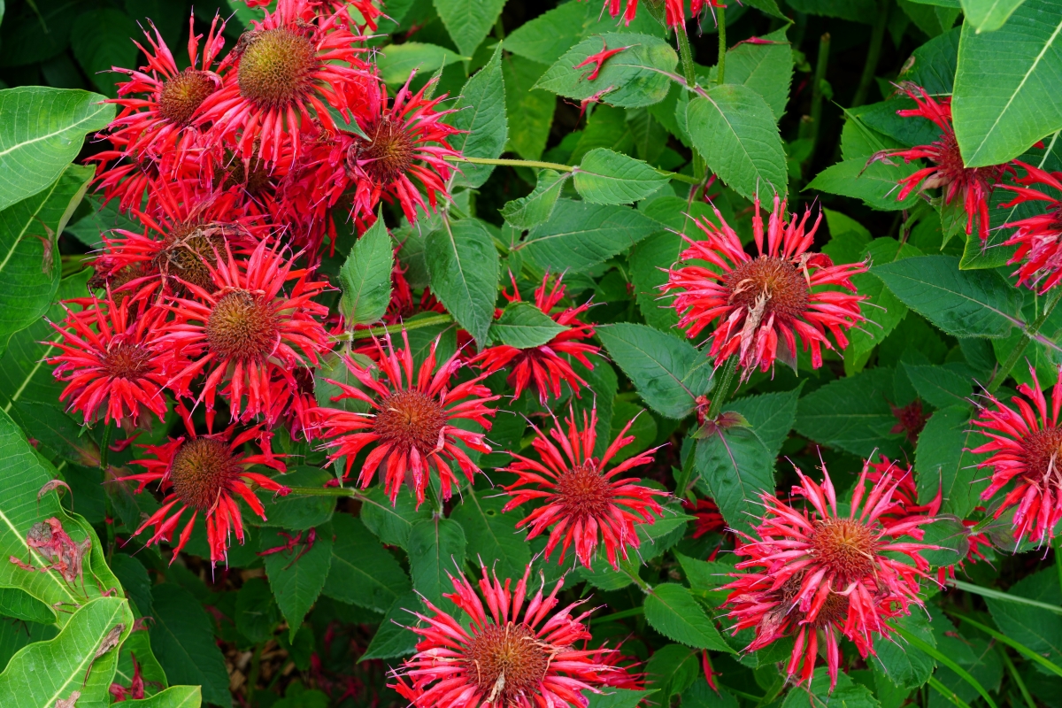 Red bee balm flowers.