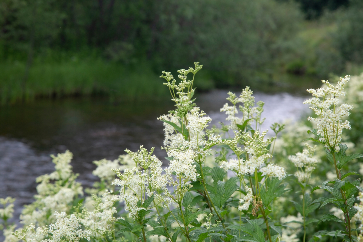Meadowsweet flowers growing on the river bank.