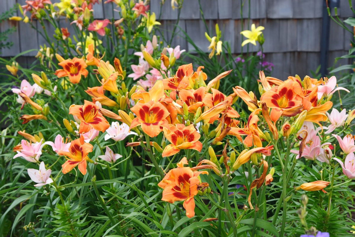 Large collection of orange daylilies growing in garden.