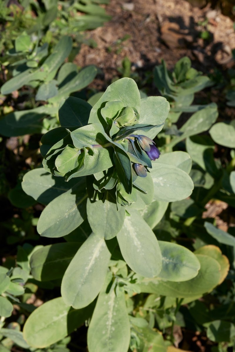 Kiwi Blue Cerinthe plant in a home landscape.