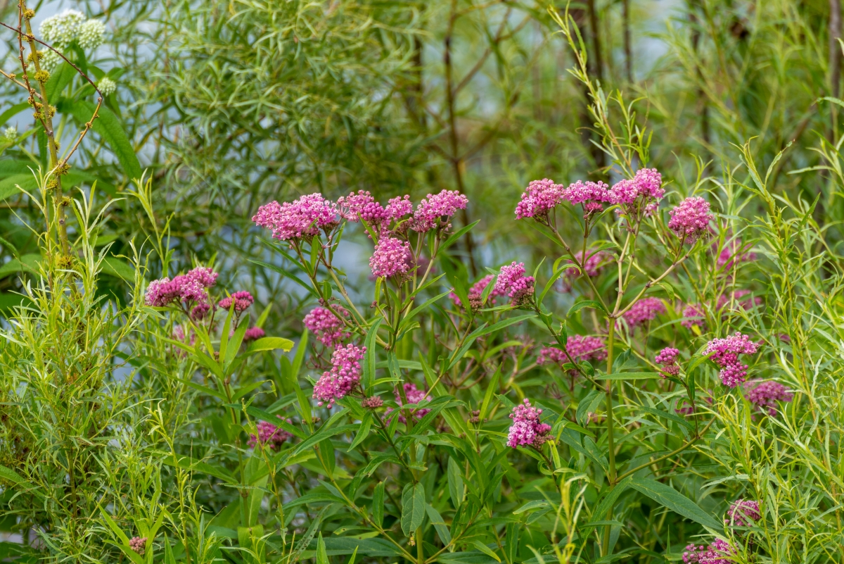 Milkweed flowers