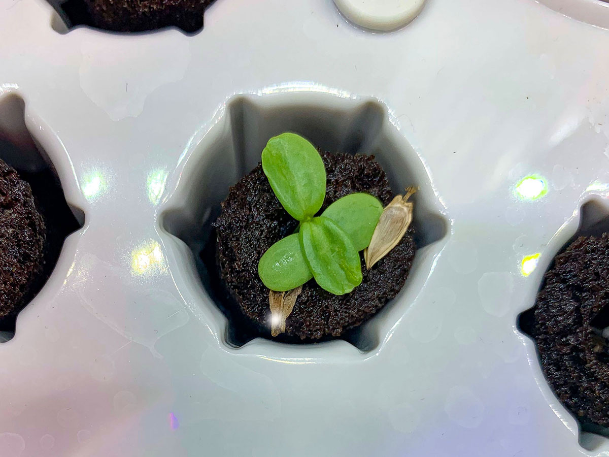 AeroGarden Starting System Review