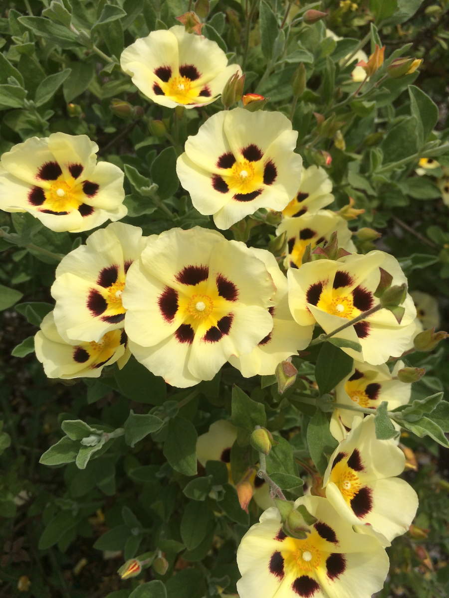 Halimiocistus x wintonensis flowers that match Dutch Boy's color of the year Melodious Ivory paint.