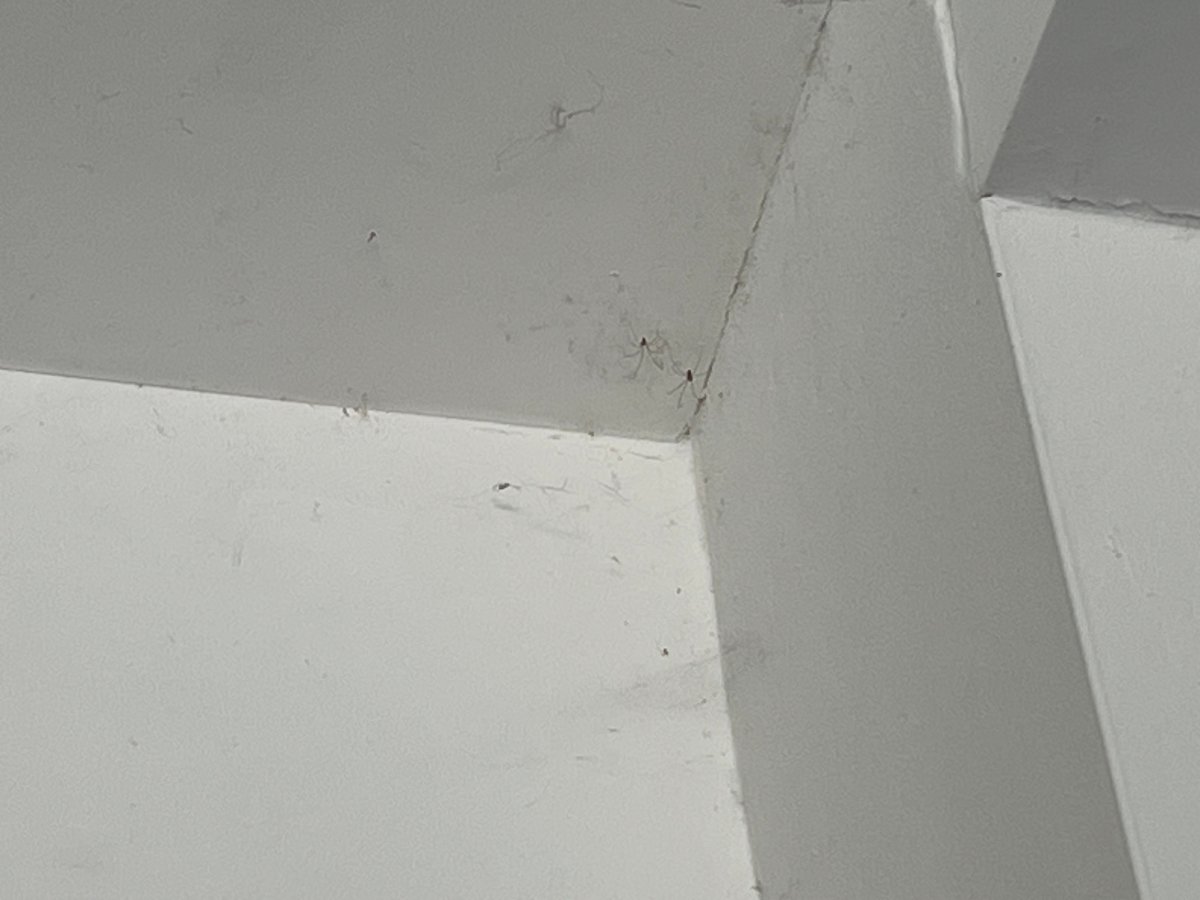 Two dungeon spiders and their webs are leaving black marks on the roof and walls of the garage.
