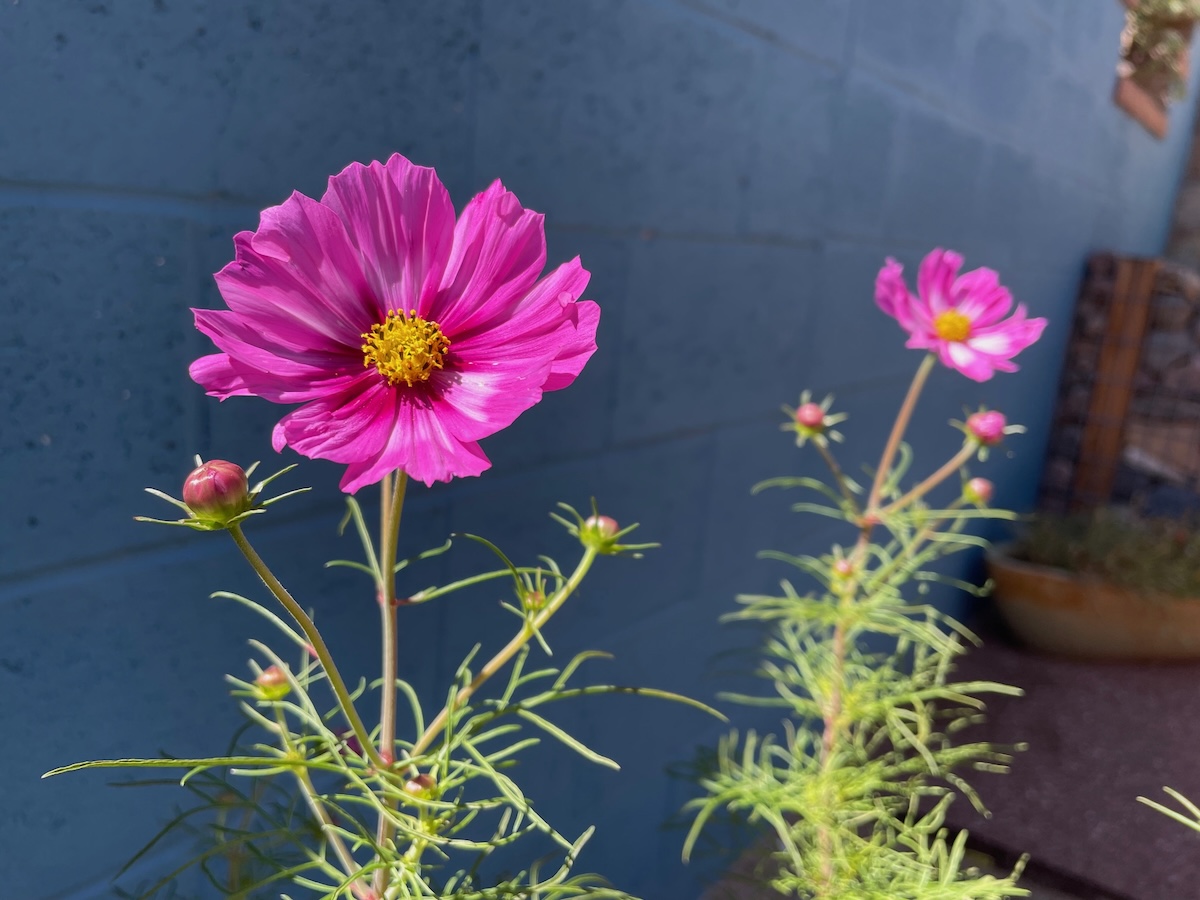 Cosmos flowers growing in a garden with a blue block fence in the background.