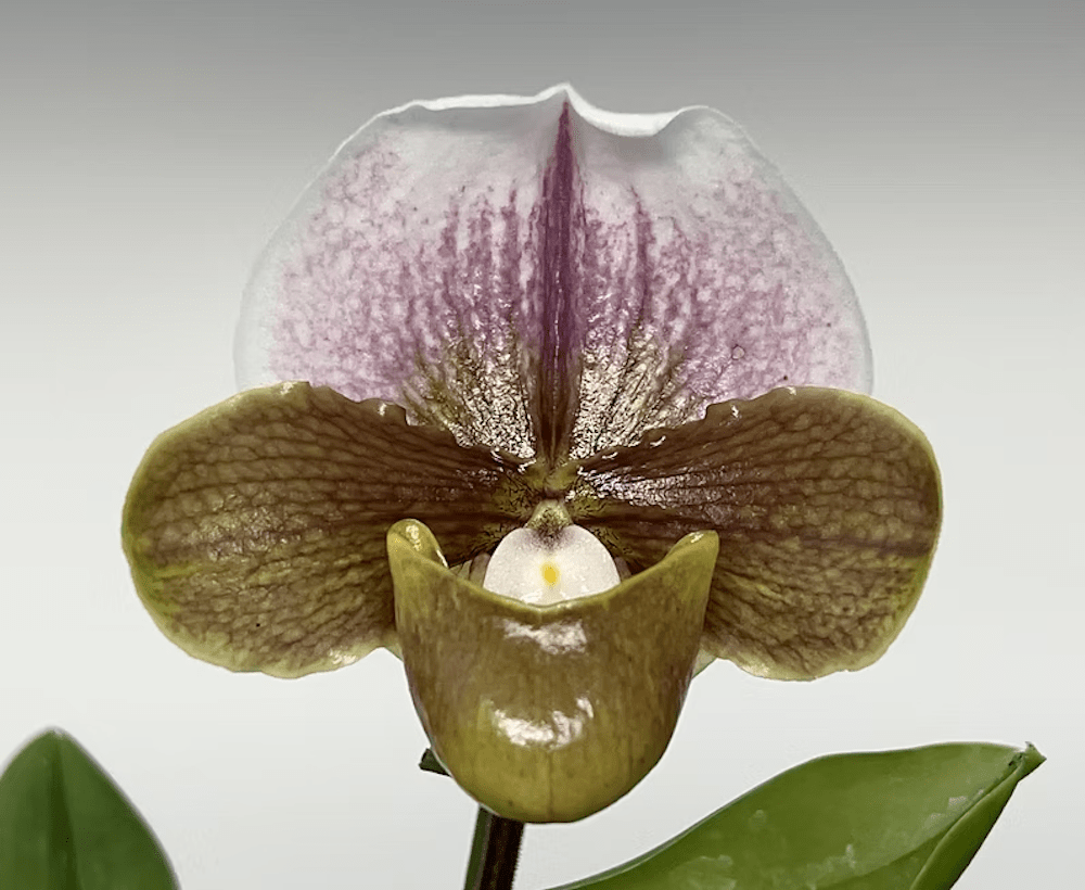 A khaki color orchid flower that matches 2026 colors of the year.
