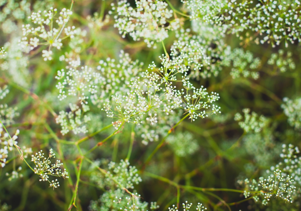 White anise flowers in the garden.