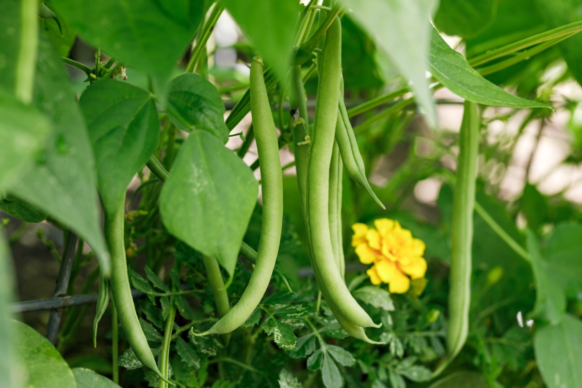 Green beans growing off the vine in the garden.