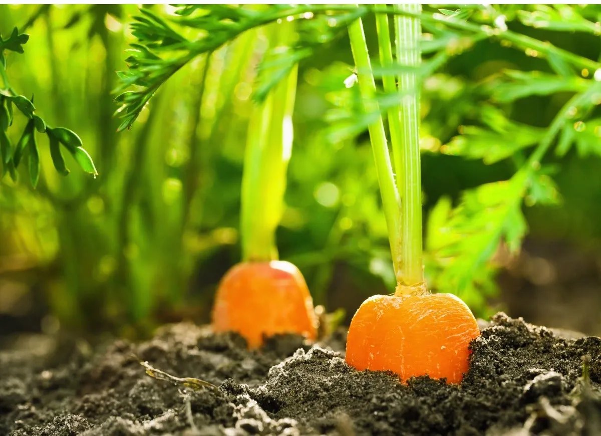 Two carrots growing in the soil.