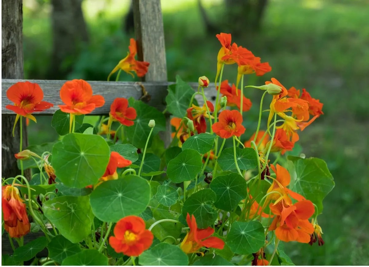 Orange nasturtiums flowers.