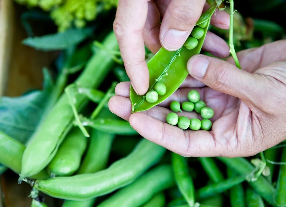 Hands holding garden peas.