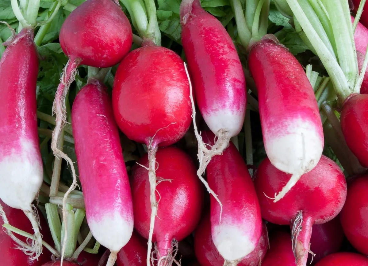 Harvested radishes.