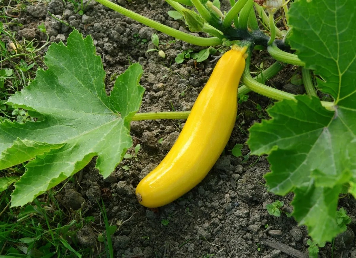Yellow squash growing in the garden.