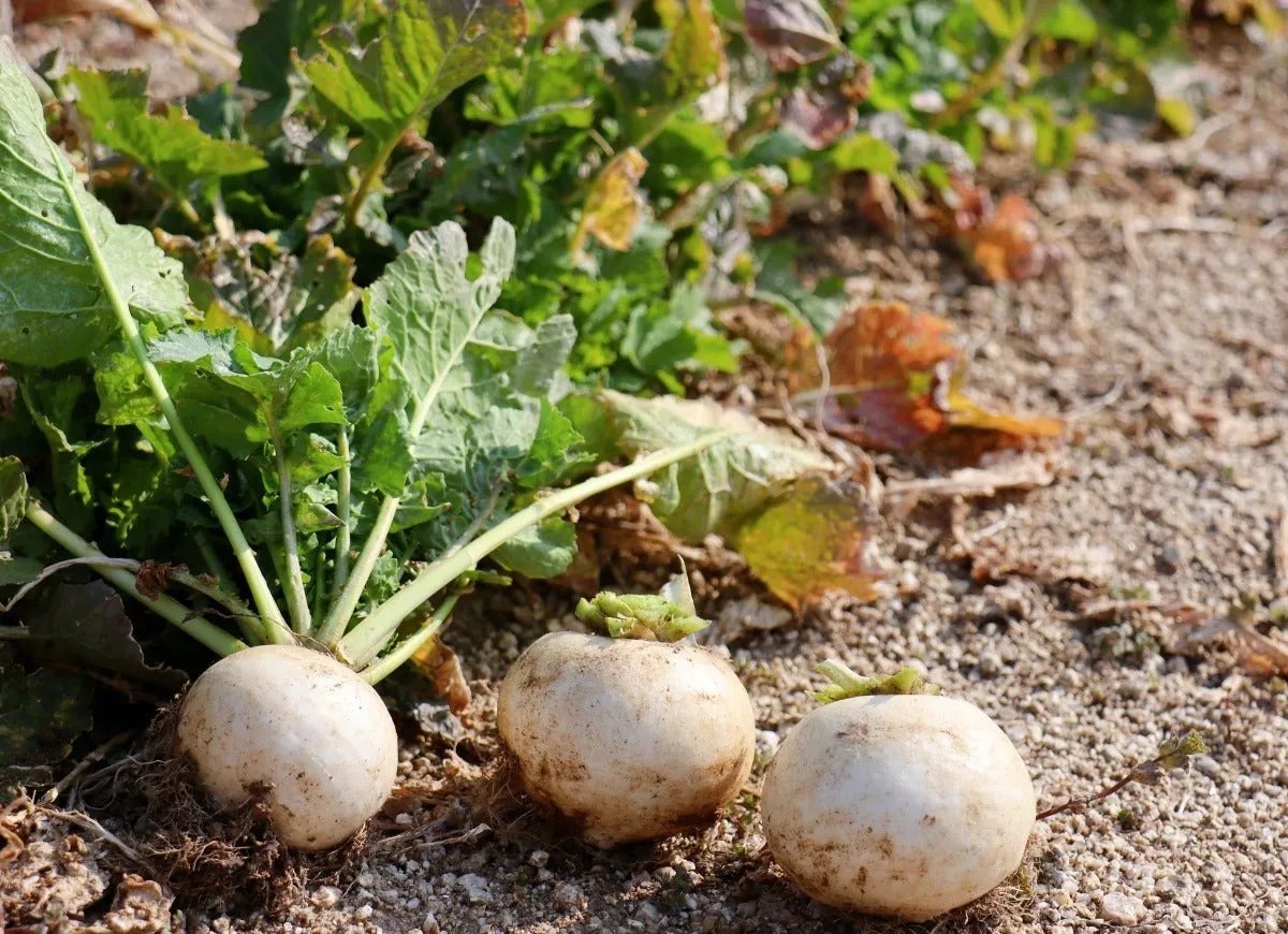 Harvested large white turnips in the garden.