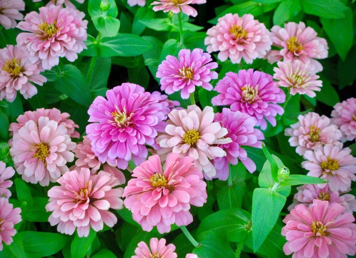 Multiple pink colored zinnias flowers.