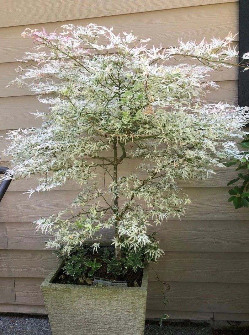 A Ukigumo Japanese maple tree in a pot on a back patio.