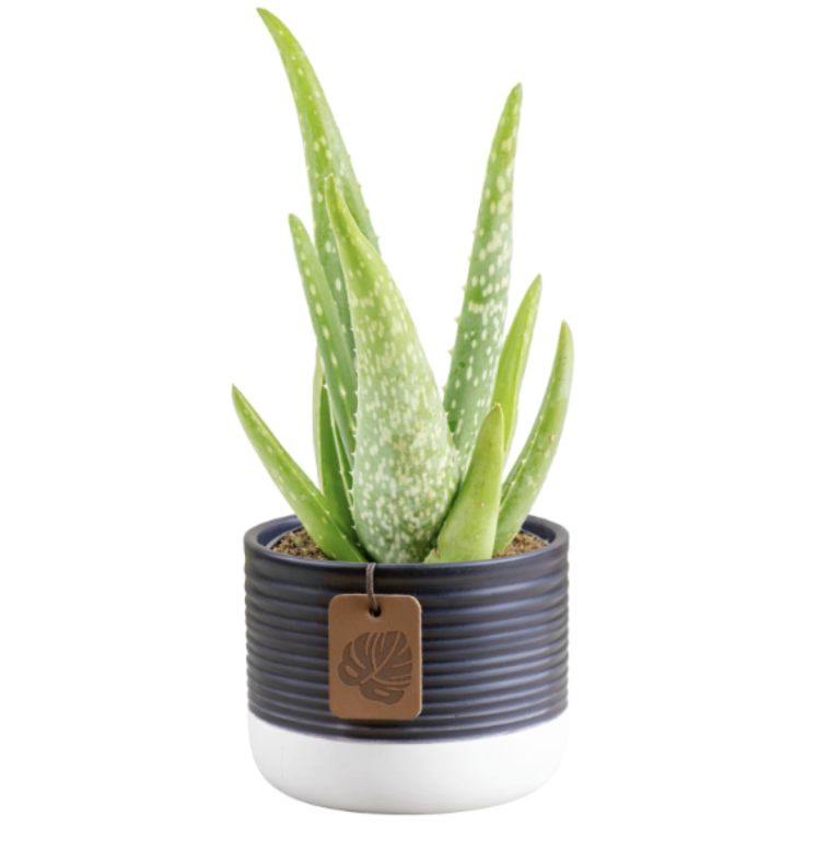 Costa Farms Aloe Vera Live Plant in Decorative Pot, Easy to Maintain, Air Purifying Succulent Indoor Houseplant, Home, Room, or Office Decor, House Warming or Birthday Gift, 12-18 Inches Tall
