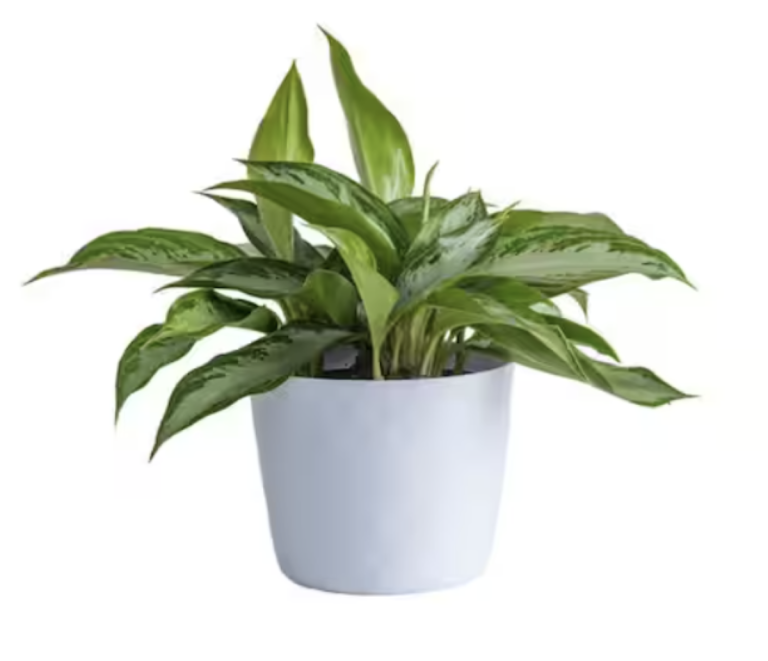 Vigoro 6 in. Aglaonema Chinese Evergreen Plant in White Decor Pot