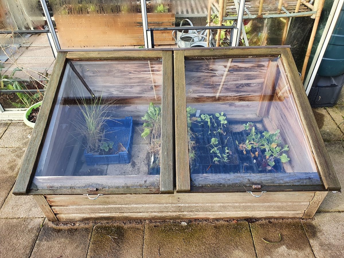 Plants in pots and containers growing inside a wood cold frame with the glass top closed.