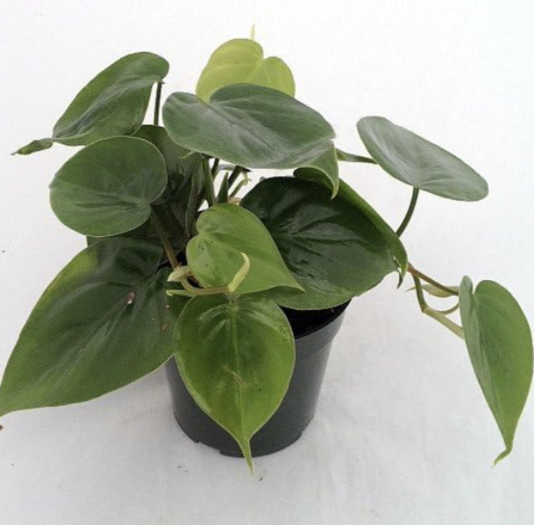 Heart Leaf Philodendron cordatum - 2 Plants - World's Easiest Houseplant-3" Pots by Hirt's Gardens