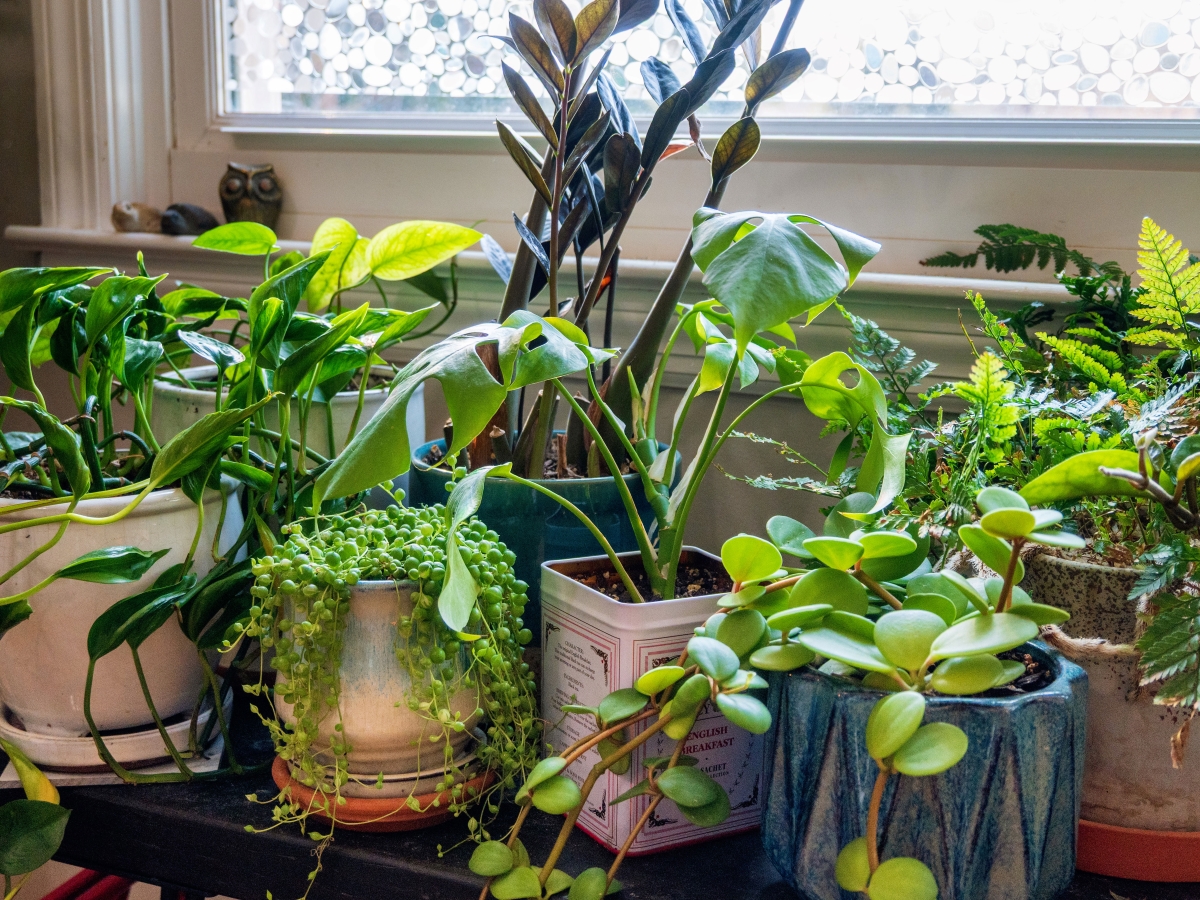 Multiple indoor plants beside window sill.