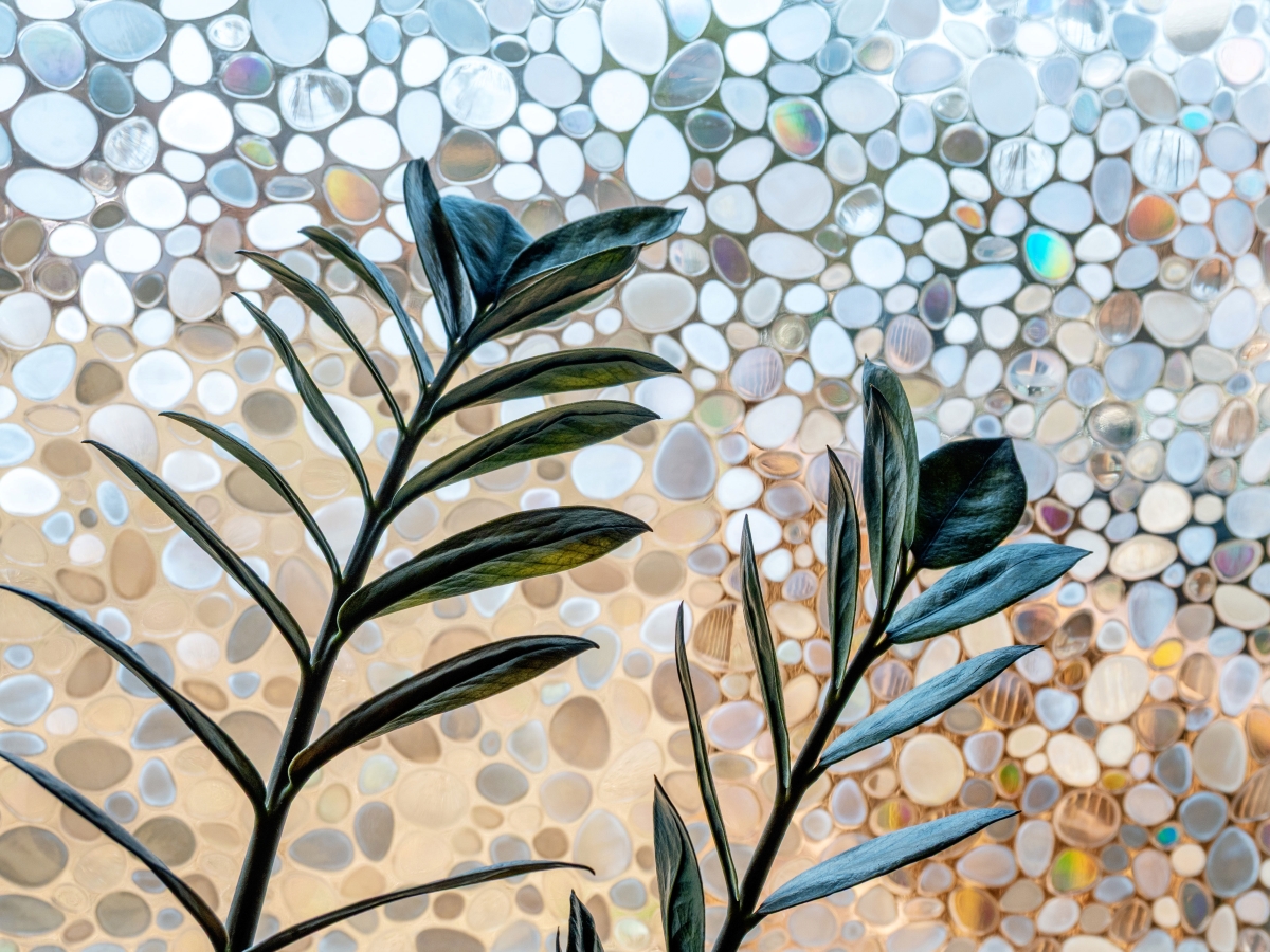 Plant leaves in front of frosted window.