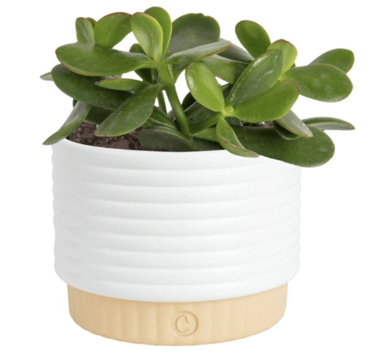 Costa Farms Jade Live Plant in Decorative Pot, Succulent Indoor Houseplant, Perfect for Home, Room, or Office Decor, Great House Warming or Birthday Gift, 4-6 Inches Tall