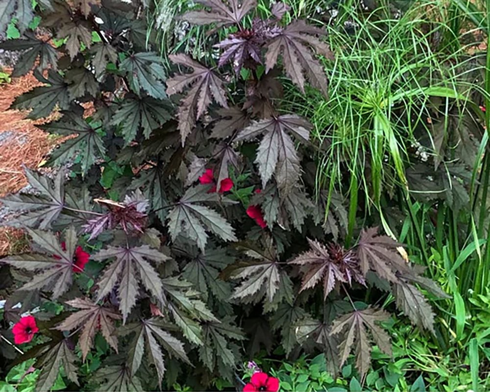 Mahogany hibiscus plant in a home landscape.