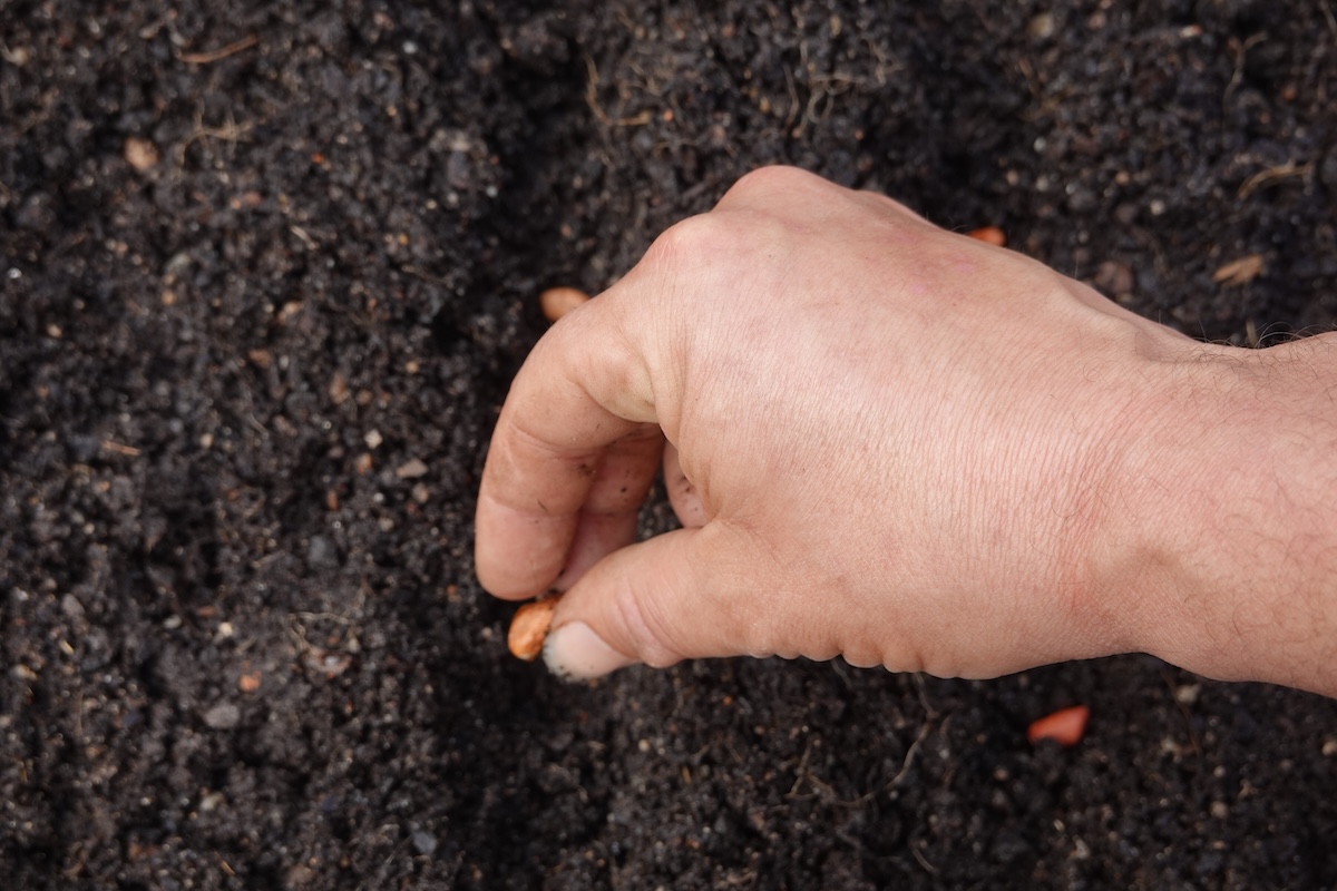 A farmer's hand carefully planting peanut seeds into rich, dark soil.