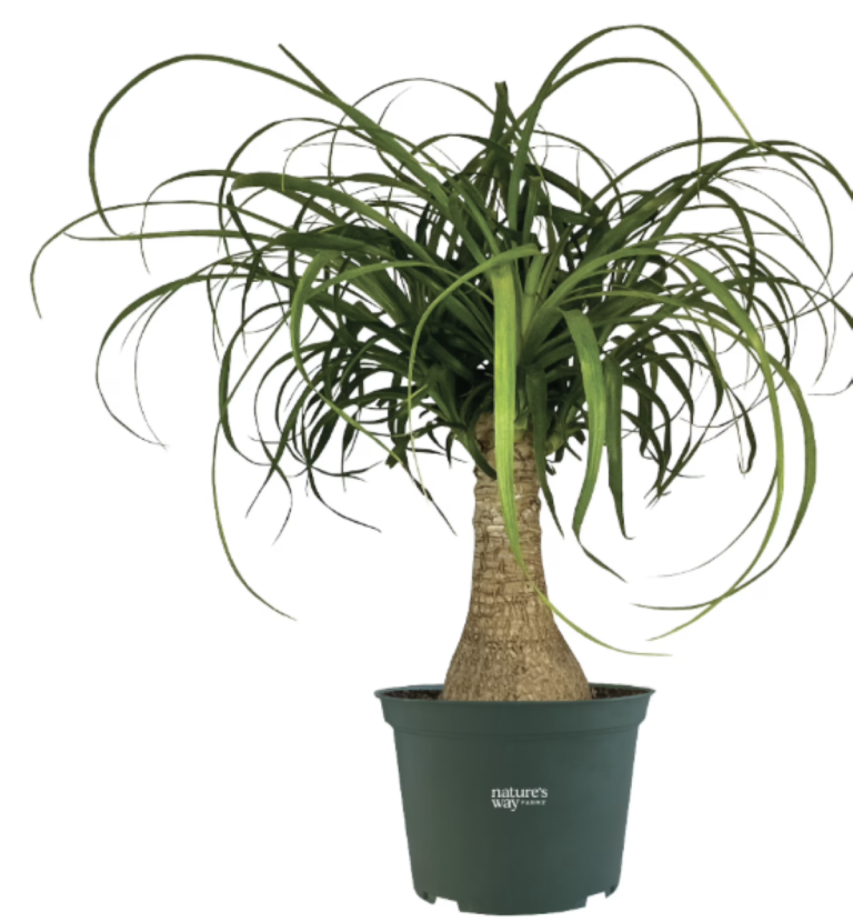 Nature's Way Farms Ponytail Palm Live Plant (8-15 inches tall) in growers pot