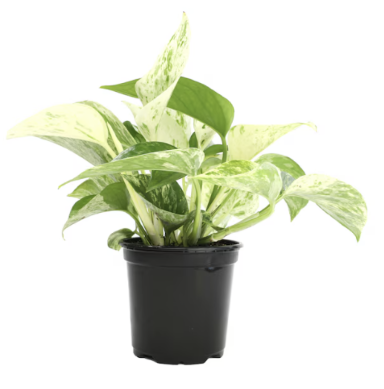 Altman Plants Marble Queen Pothos House plant in 4.25 Inch(es) Pot 1.0 -Pack