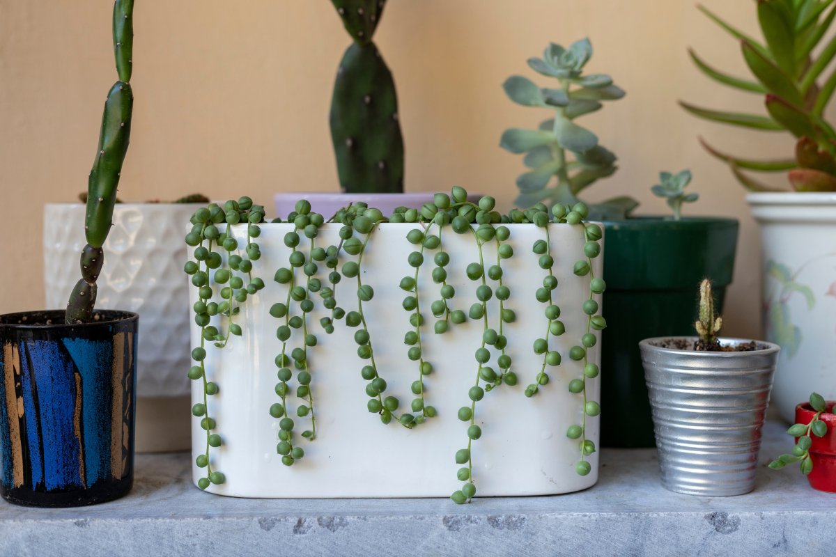 String of pearls and other succulents in decorative pots.